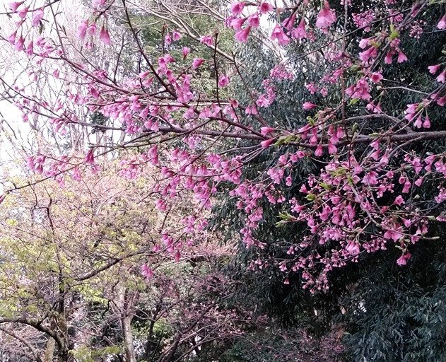 お花見2020自粛中の都立小金井公園での花見は？宴会無しでお花見
